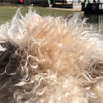 Photo of goldbergedward