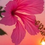 Photo of kathleenowler517