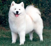 Samoyed