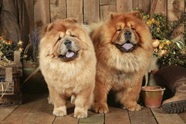 Chow Chow