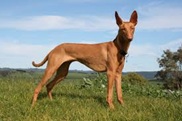 Egyptian Pharaoh Hound