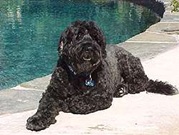 Portuguese Water Dog