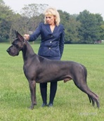 Great Dane