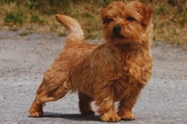 Norfolk Terrier