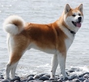 akita purebred price