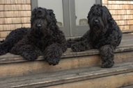 Black Russian Terrier