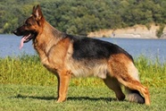 German Shepherd