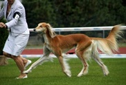 Saluki