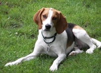 American/English Foxhounds