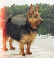 Australian Terrier