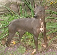 American Hairless Terrier