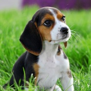 Beagle