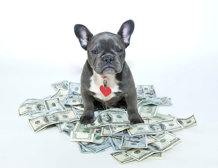 how much on average does a dog cost a month